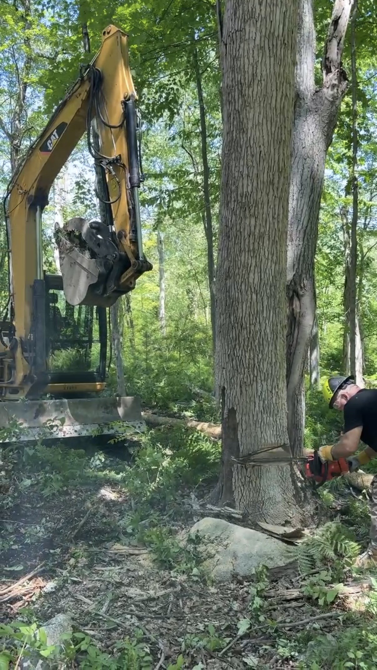 Tree clearing work