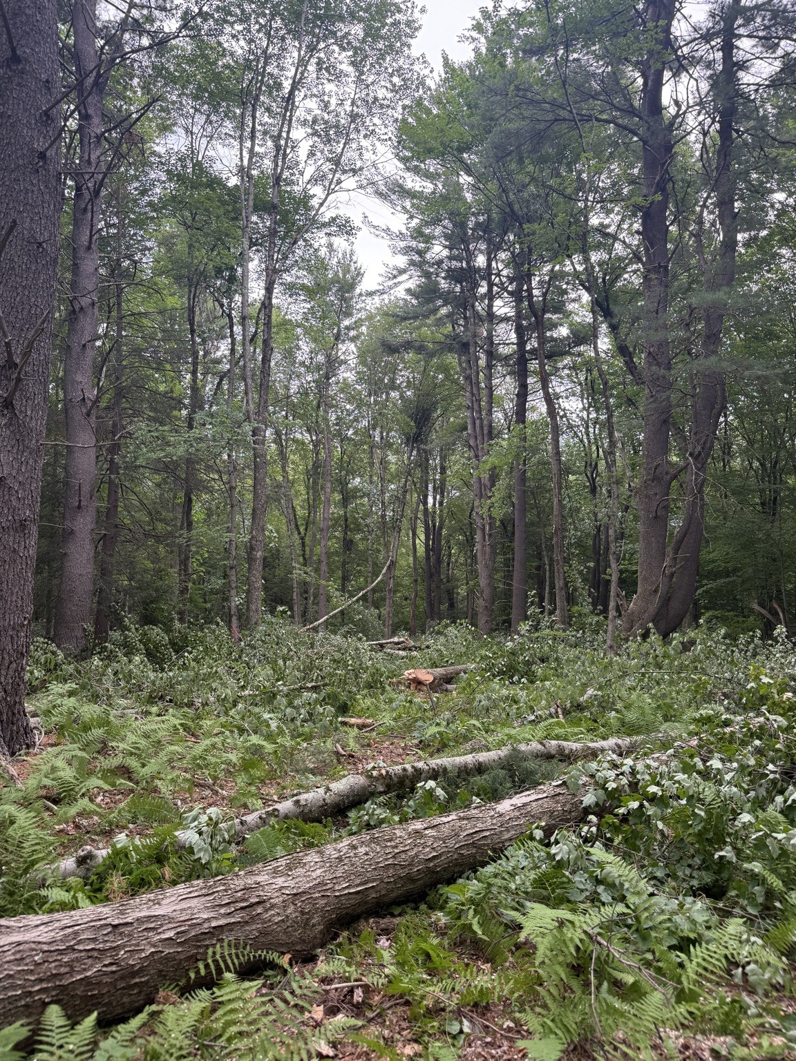 Before image of wooded homesite before clearing began