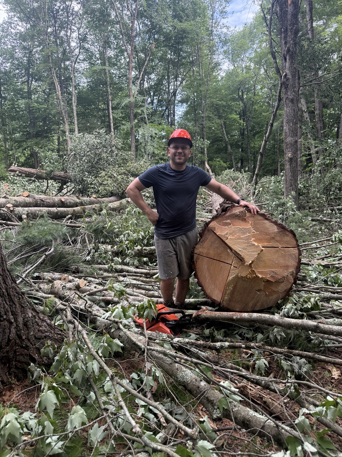Large felled pine at the project site