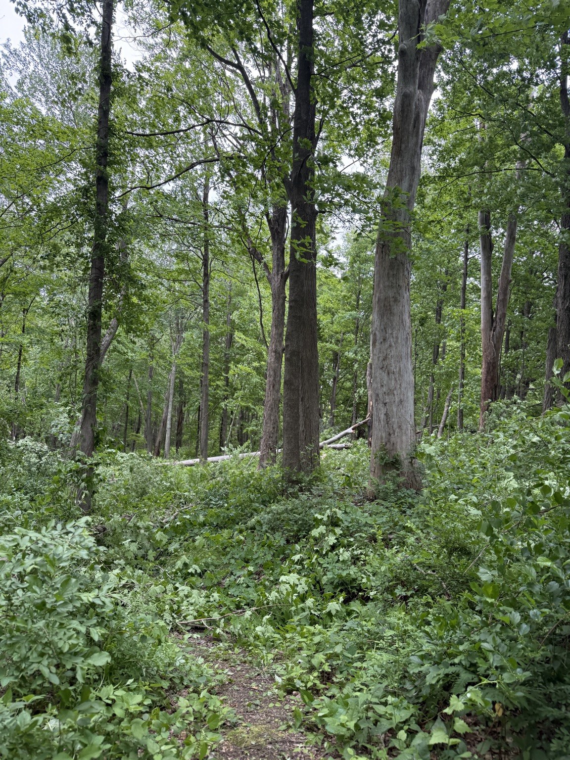 Before image showing untouched wooded area before clearing